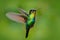 Fiery-throated Hummingbird, Panterpe insignis, shiny colour bird in fly. Wildlife flight action scene from tropic forest. Red glos