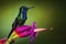 fiery-throated hummingbird, perching on exotic orchid