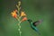 Fiery throated hummingbird (Selasphorus flammula) is sucking the nectar out of the orange flowers in Costa Rica