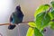 Fiery-throated Hummingbird sitting on a branch - Puntarenas, Costa Rica