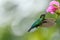Fiery throated hummingbird is sucking the nectar out of pink flowers in Costa Rica. With movement in his wings and blurry green