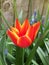 Fiery tulip in garden