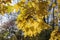 Fiery yellow maple leaves in the sun in the fall