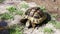 Fife years old greek turtle, or hermannÂ´s tortoise, is eating stones.