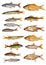 Fifteen isolated freshwater fishes collection