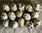 Fifteen quail eggs in a clear plastic tray shot from above on a beige background