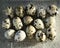 Fifteen quail eggs in a clear plastic tray shot from above on a man made stone background