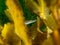 Fifteenspine stickleback, Spinachia spinachia. Flame Shell Point. Loch Carron, Scotland