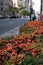 Fifth Avenue New York City Spring Flower Display