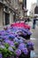 Fifth Avenue New York City Spring Flower Display along the Sidewalk