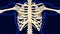 Fifth bone of Rib cage Anatomy for medical concept 3D
