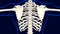 Fifth bone of Rib cage Anatomy for medical concept 3D