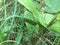 Fifth Instar Monarch caterpillar hides on grass blade near milkweed plant before pupating