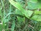 Fifth Instar Monarch caterpillar hides on grass blade near milkweed plant before pupating