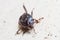 Fifth instar nymph Cydnus aterrimus burrowing bug climbing a concrete wall