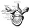 Fifth Thoracic Vertebra Viewed from Above, vintage illustration