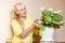 Fifty-year-old beautiful Caucasian woman admires blooming pink pelargonium in pots