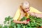 Fifty-year-old Caucasian woman sniffs flowering geranium