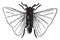 Fig 7. Stylops Orthoptera, vintage engraving