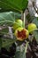 Fig-Asian fruit. Very ripe opened fruit on the branches of the tree. Figs have been cultivated since ancient times and are an