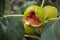 Fig-Asian fruit. Very ripe opened fruit on the branches of the tree. Figs have been cultivated since ancient times and are an