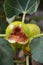 Fig-Asian fruit. Very ripe opened fruit on the branches of the tree. Figs have been cultivated since ancient times and are an