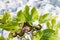 Fig branch with unripe fruits and leaves