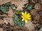 A fig buttercup blooming in early spring