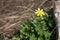 Fig Buttercup (Ficaria verna)