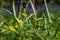 Fig buttercups amidst carpet of wild bluebell flowers in Bentley Priory Nature Reserve, Stanmore Middlesex UK.