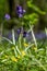 Fig buttercups amidst carpet of wild bluebell flowers in Bentley Priory Nature Reserve, Stanmore Middlesex UK.