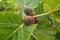 Fig, or fig tree, or common fig tree Ficus carica is a subtropical deciduous plant of the genus Ficus of the Mulberry