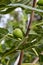 Fig on a fig tree in summer