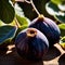 Fig fresh raw organic fruit