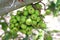 Fig fruit, Ficus Racemosa, Fig on tree nature, Fig Forest fruit, Fig raw green thai fruits