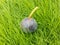 A fig fruit laying on a green grass