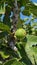 A fig fruit in a tree