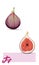 Fig fruit. Vector realistic illustration, exotic fruits. Violet figs.