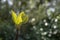 Fig leaf sprout on dark background