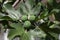 Fig leaves and fruits on tree branch. Tropical fruit green figs among lush foliage. harvest