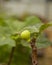 Fig Panache In the garden