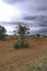 Fig plant at farmland in mallorca