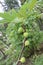 fig or teen fruit on tree in farm