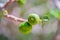 Fig tree branch with unripe green figs