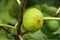 Fig tree, close-up