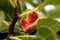 Fig tree or Ficus carica branches and thick leaves surrounding one ripe cracked fully open fig in middle