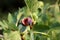 Fig tree or Ficus carica branches with two fresh light green figs in back and one ripe cracked fully open in front