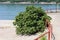 Fig tree or Ficus carica large tree growing in form of small bush filled with dense green leaves next to concrete sidewalk and sea
