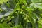 A fig tree with figs ripening