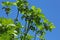 Fig tree with fruits Ficus carica